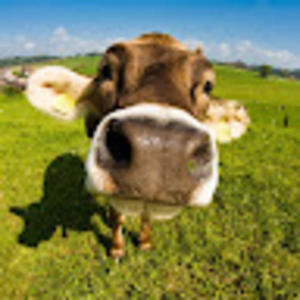 Meet your Posher, Lilly